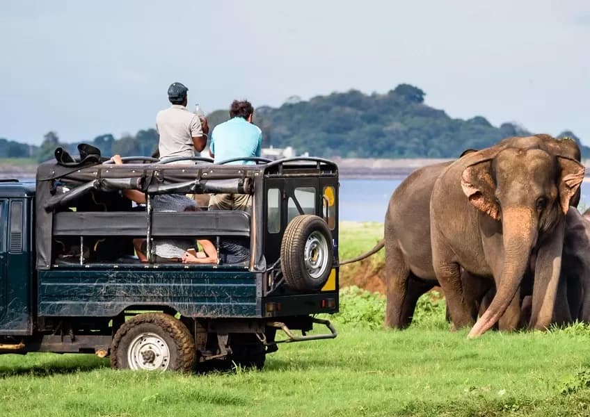 Sri Lanka Highlights Tour - 8 Days of Culture & Nature - Image 4